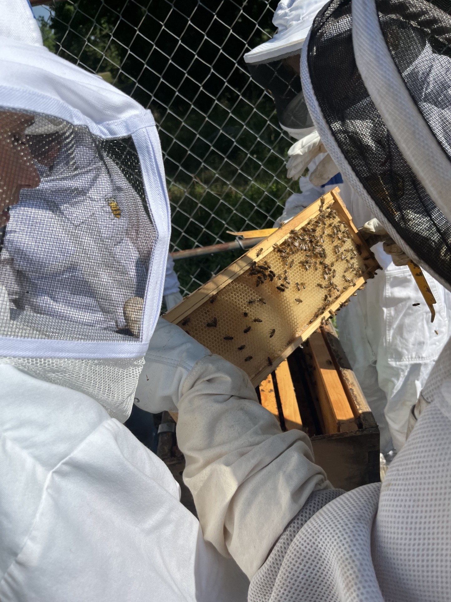 Beekeeping